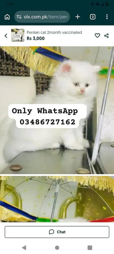 Persian cat 2month vaccinated My WhatsAp 0347.86. 71.715