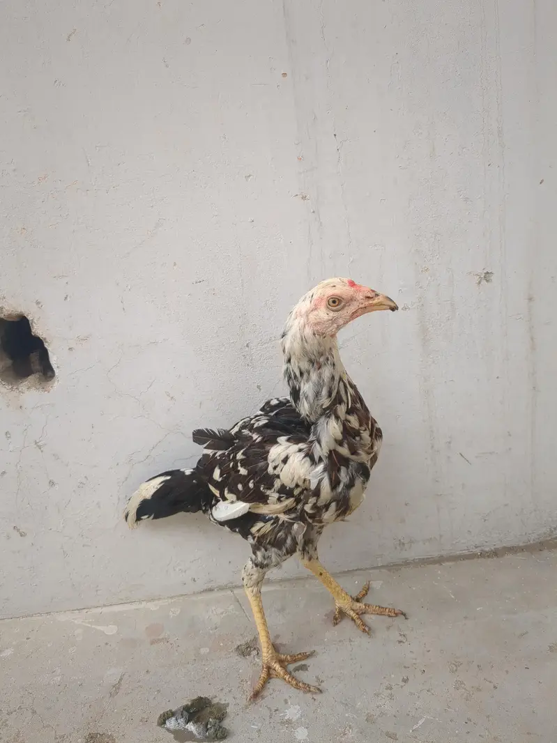 black muska or Heera ka cross ha or pathen ha dono — photo 2