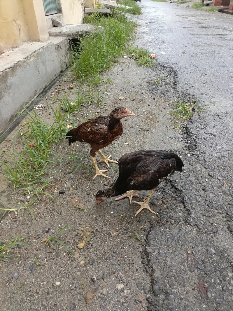 Healthy and active — photo 3