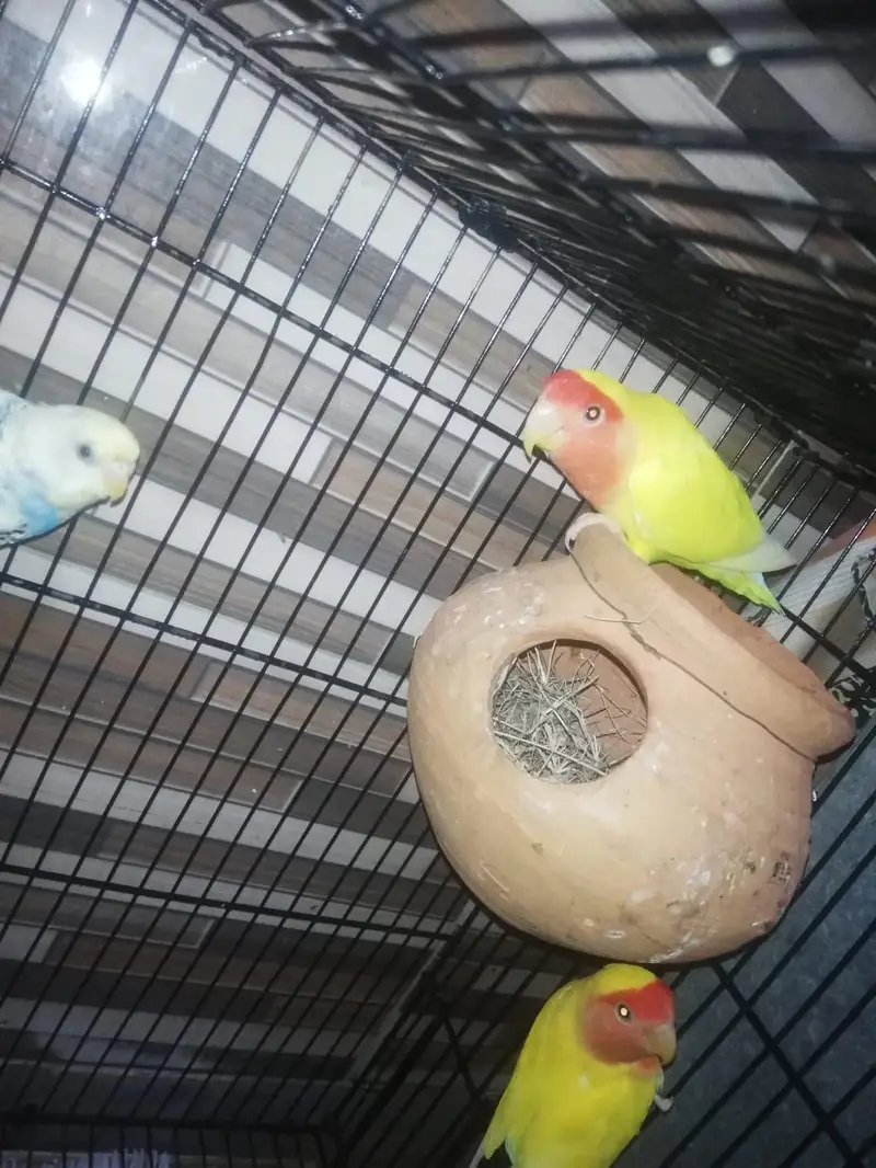 lovebirds — photo 2