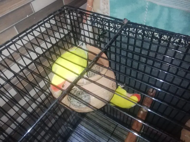 lovebirds — photo 3