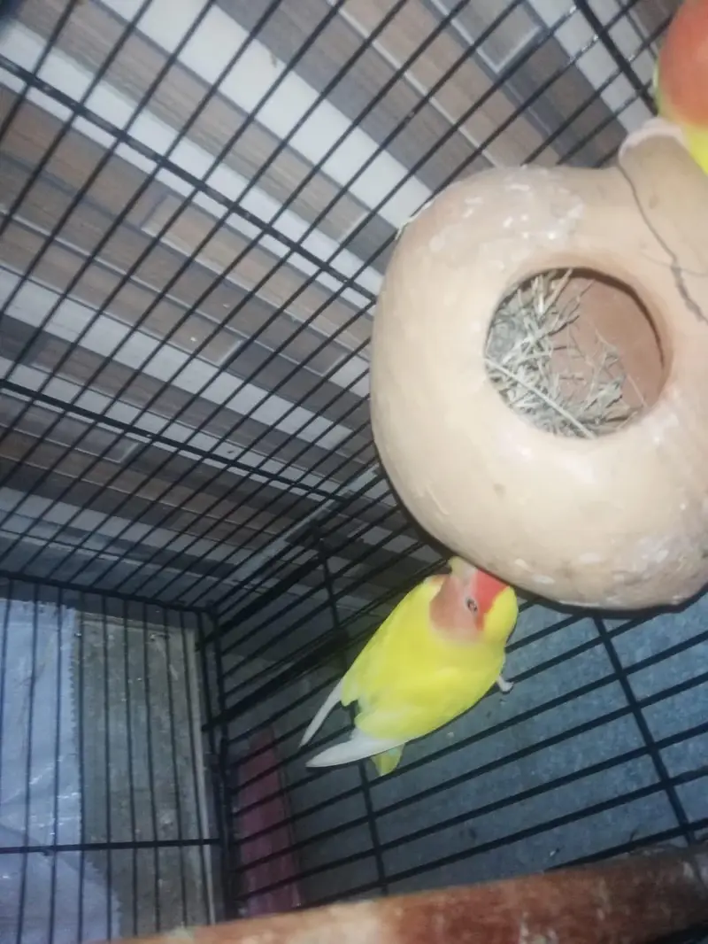 lovebirds — photo 4