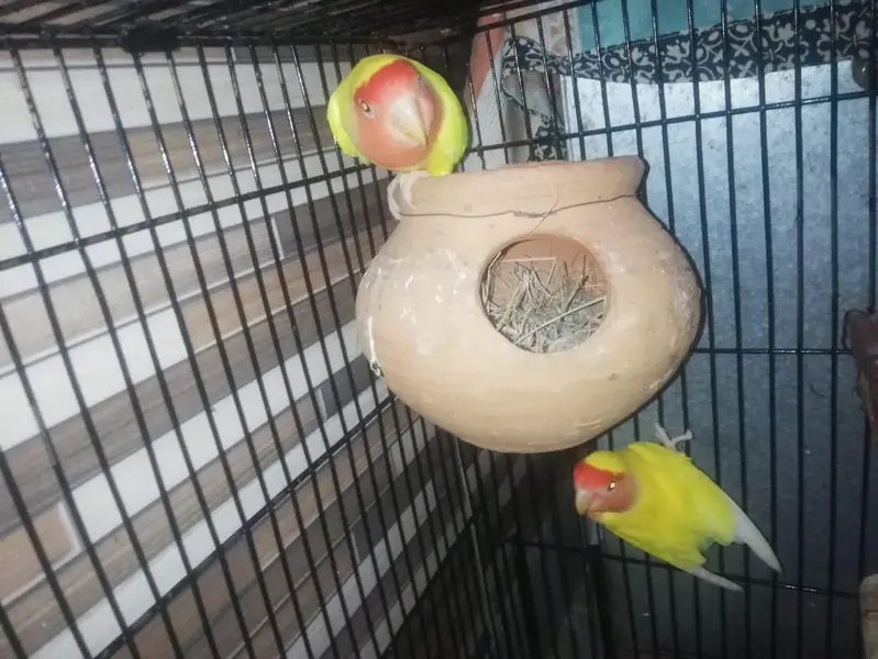 lovebirds — photo 5