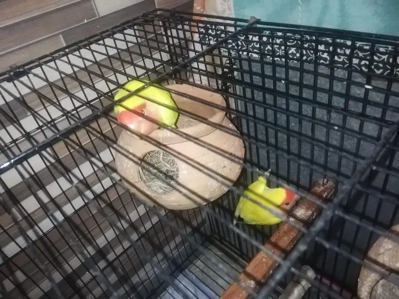 lovebirds — photo 6