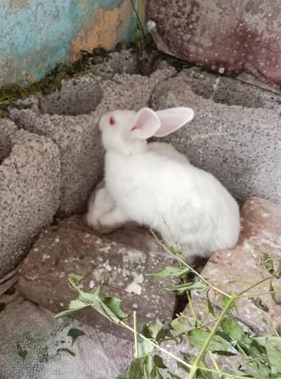 White Cute Rabbit