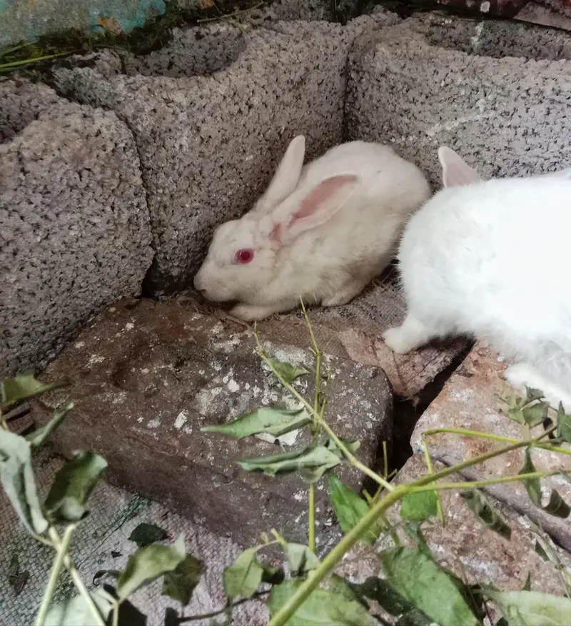 White Cute Rabbit — photo 2