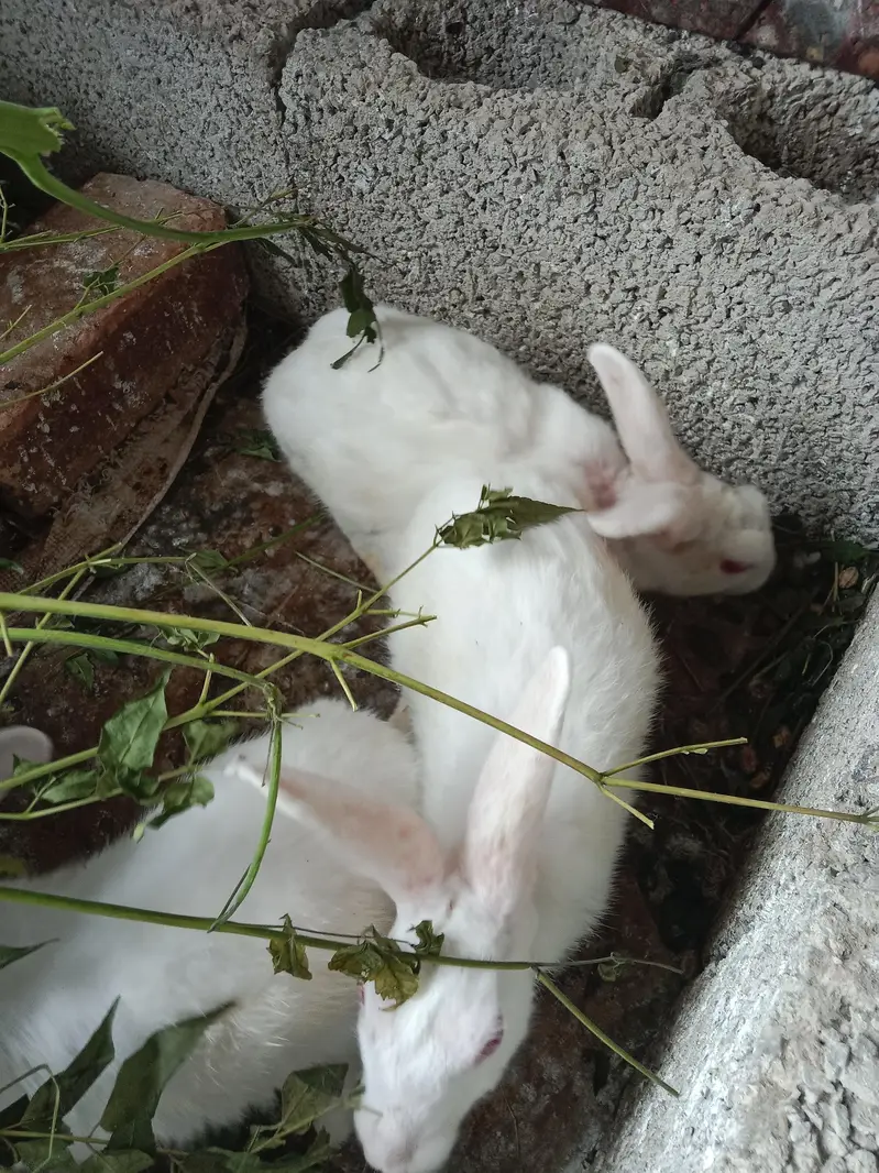 White Cute Rabbit — photo 3