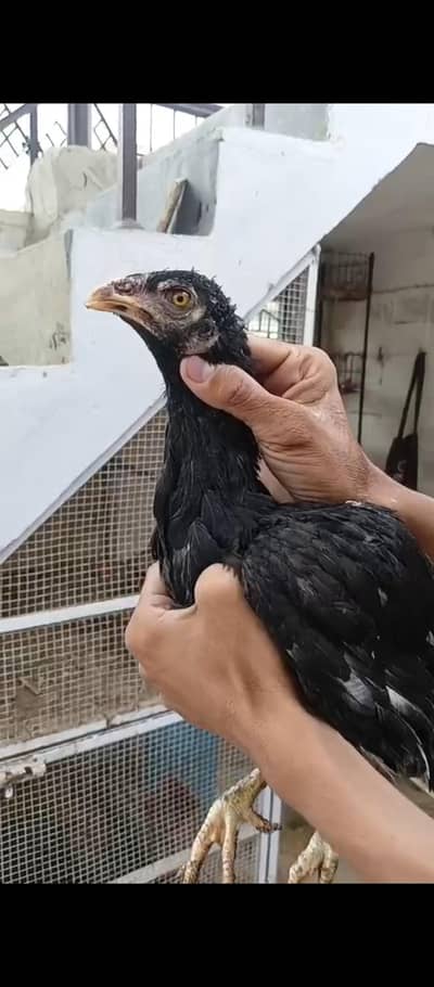 lasani patthi contact 03133616178
