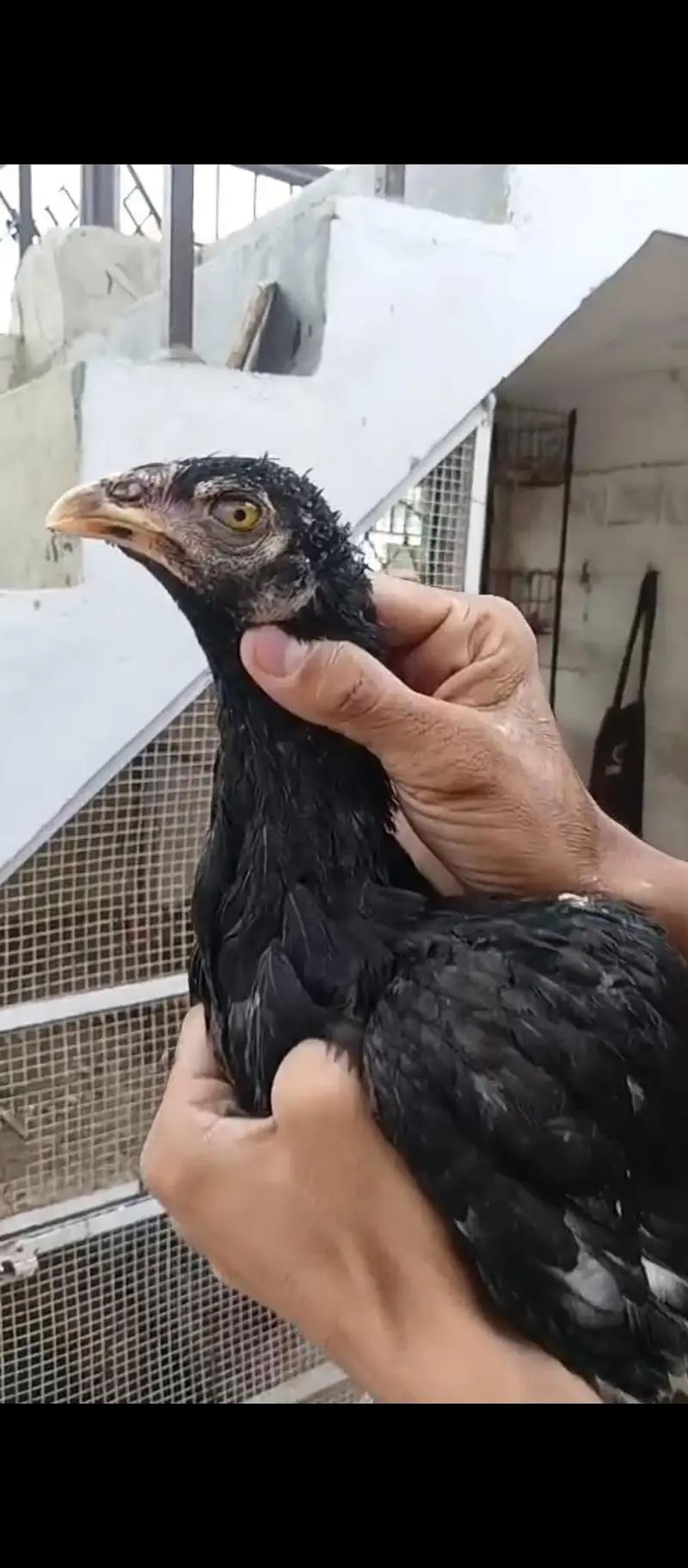 lasani patthi contact 03133616178 — photo 3