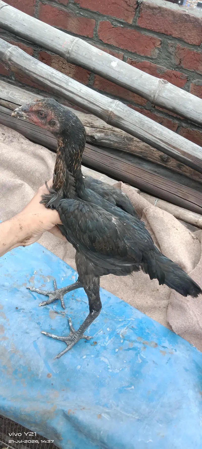 Thai dragon home breed pair whatpp 03074728724 — photo 3