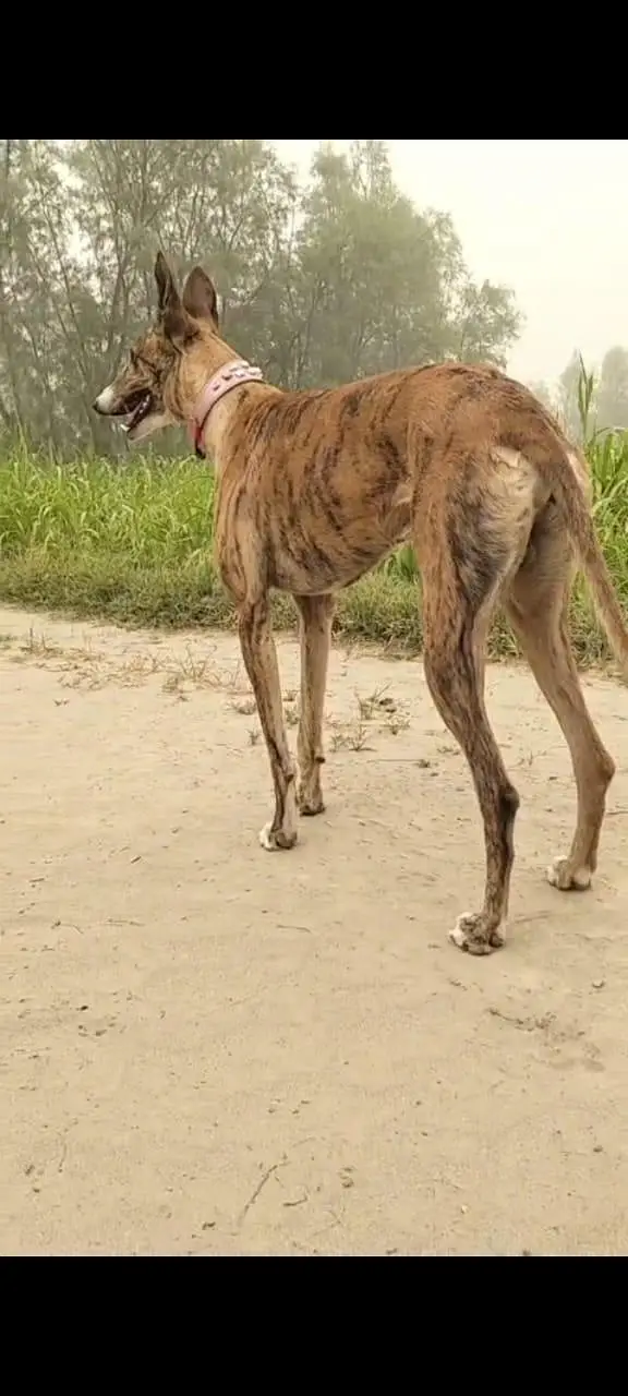 KATTA DOG — photo 2