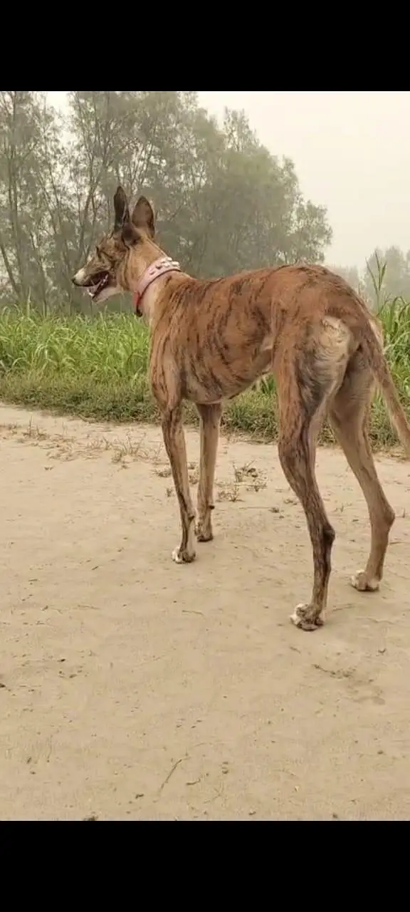 KATTA DOG — photo 3