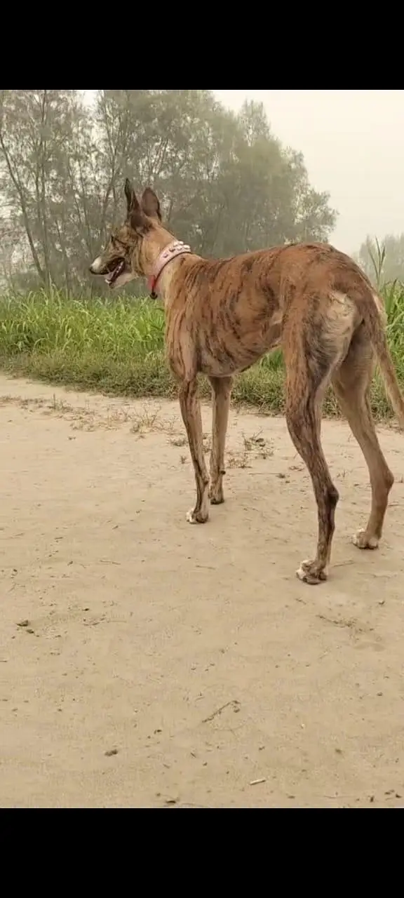 KATTA DOG — photo 4