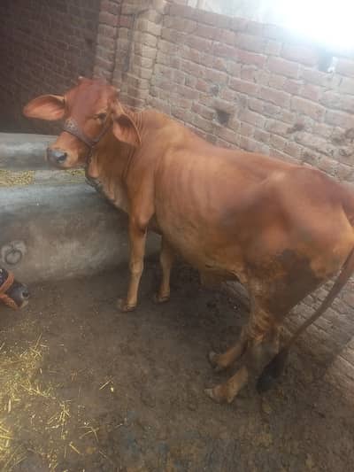 Pure Sahiwal