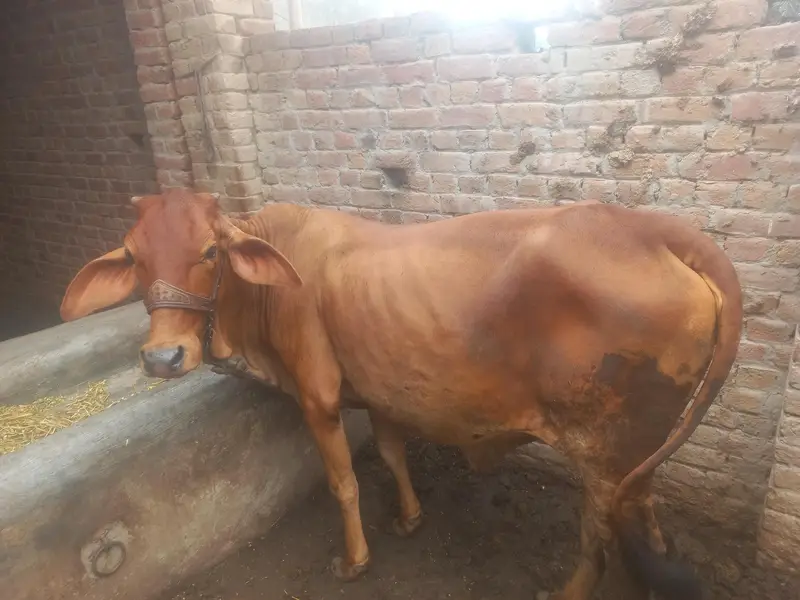 Pure Sahiwal — photo 2