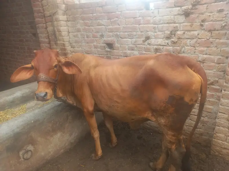 Pure Sahiwal — photo 3