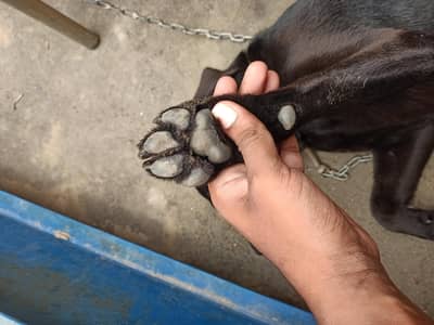 Labrador Female Puppy For sale