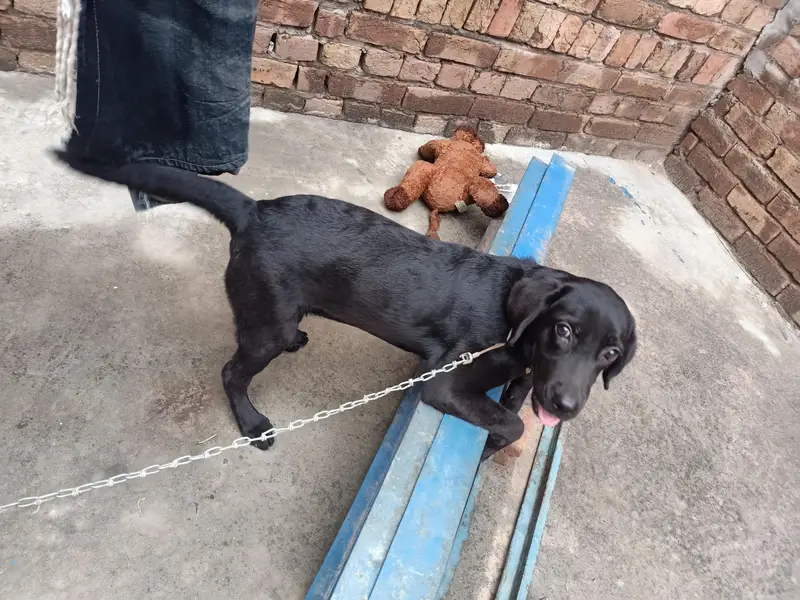 Labrador Female Puppy For sale — photo 2