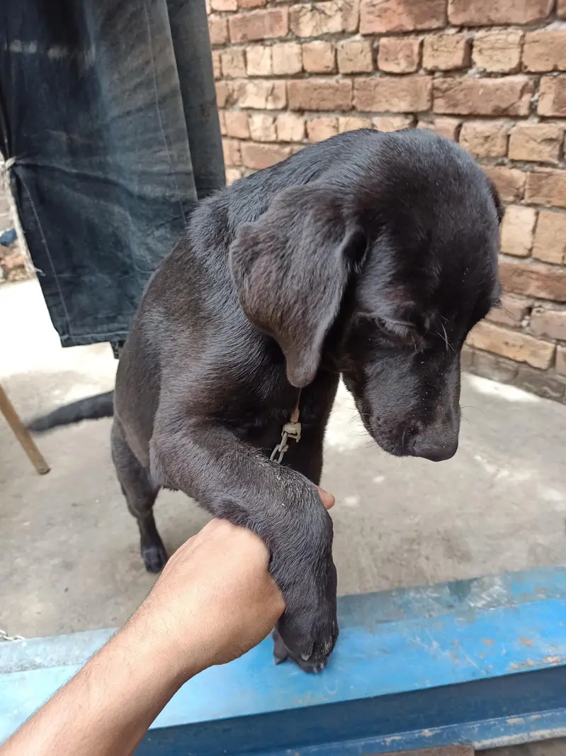 Labrador Female Puppy For sale — photo 3