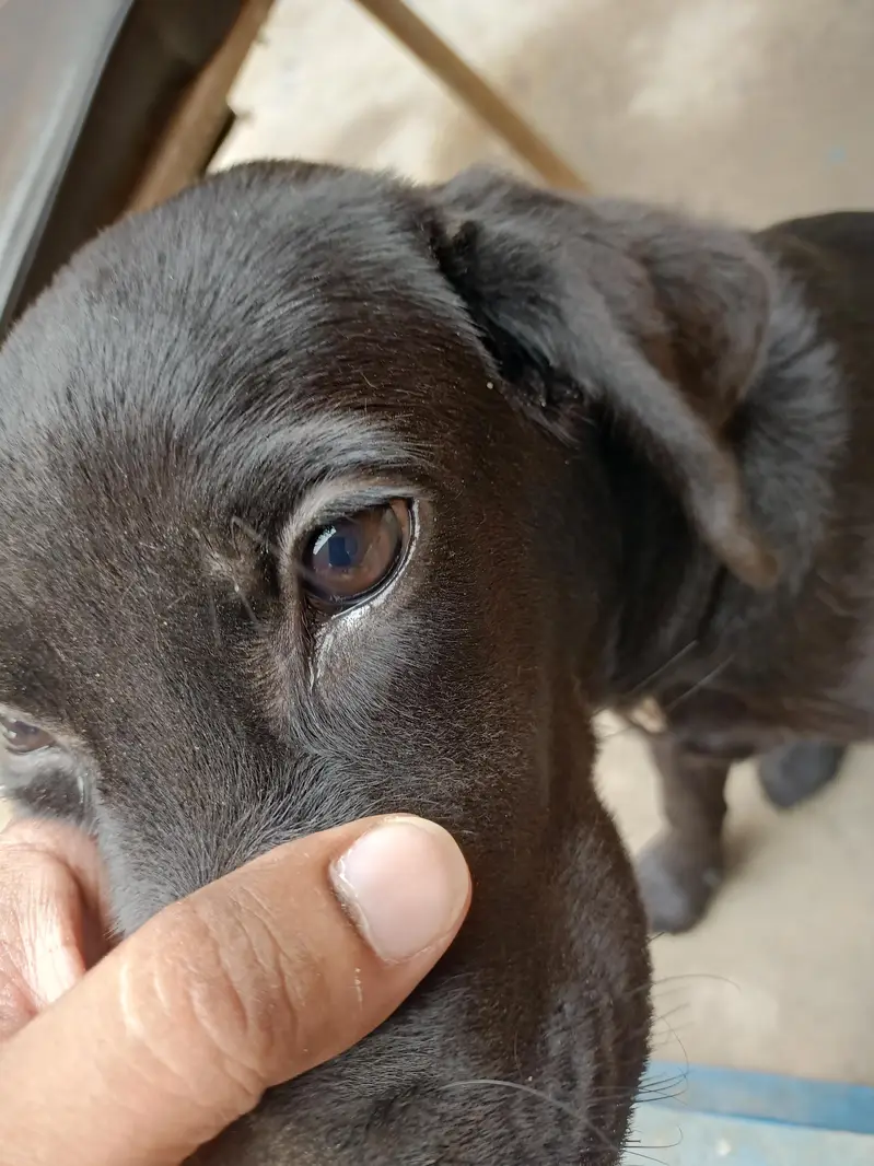 Labrador Female Puppy For sale — photo 4