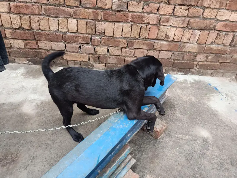 Labrador Female Puppy For sale — photo 5
