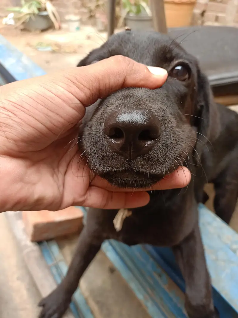 Labrador Female Puppy For sale — photo 6