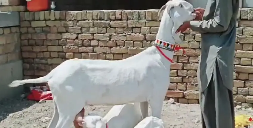3 Bacchon Ka Sath Rajanpuri Bakri For Sale _03242203691