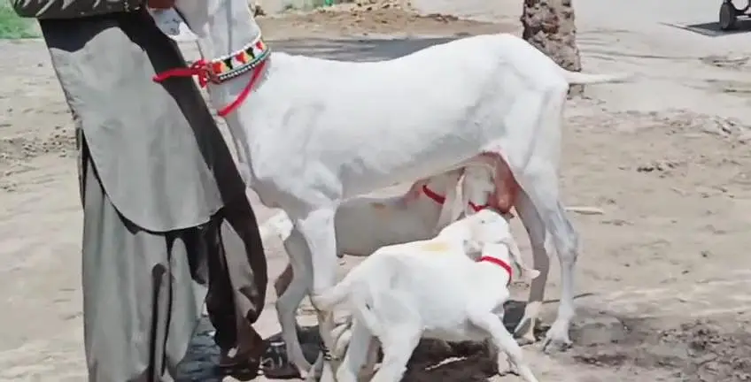 3 Bacchon Ka Sath Rajanpuri Bakri For Sale _03242203691 — photo 2