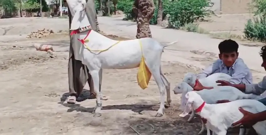 3 Bacchon Ka Sath Rajanpuri Bakri For Sale _03242203691 — photo 3