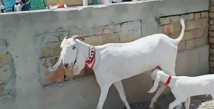 3 Bacchon Ka Sath Rajanpuri Bakri For Sale _03242203691 — photo 4