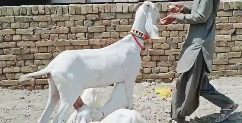 3 Bacchon Ka Sath Rajanpuri Bakri For Sale _03242203691 — photo 5