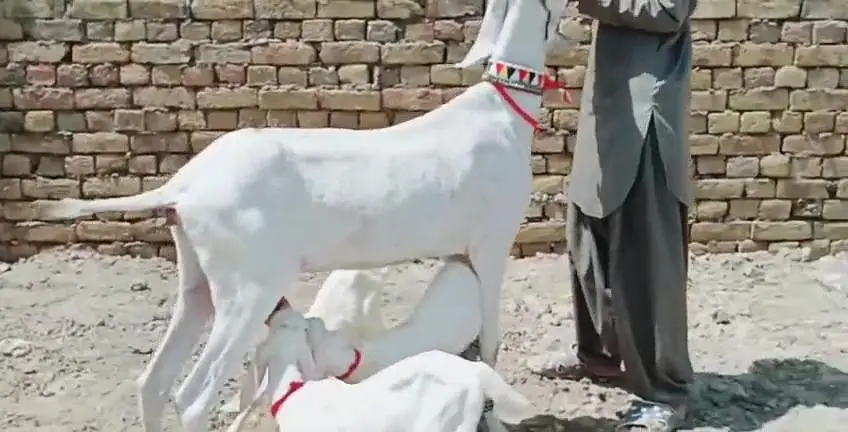 3 Bacchon Ka Sath Rajanpuri Bakri For Sale _03242203691 — photo 6