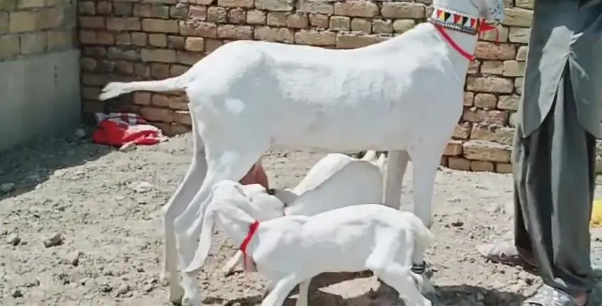 3 Bacchon Ka Sath Rajanpuri Bakri For Sale _03242203691 — photo 7