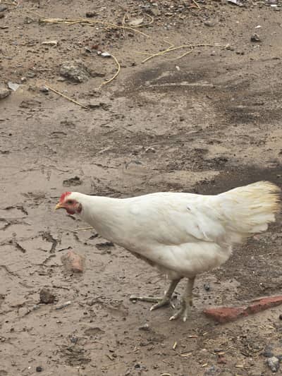 white australorp for sale