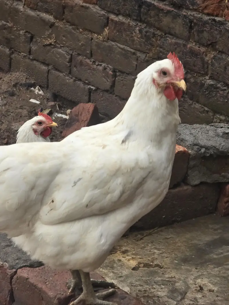 white australorp for sale — photo 2