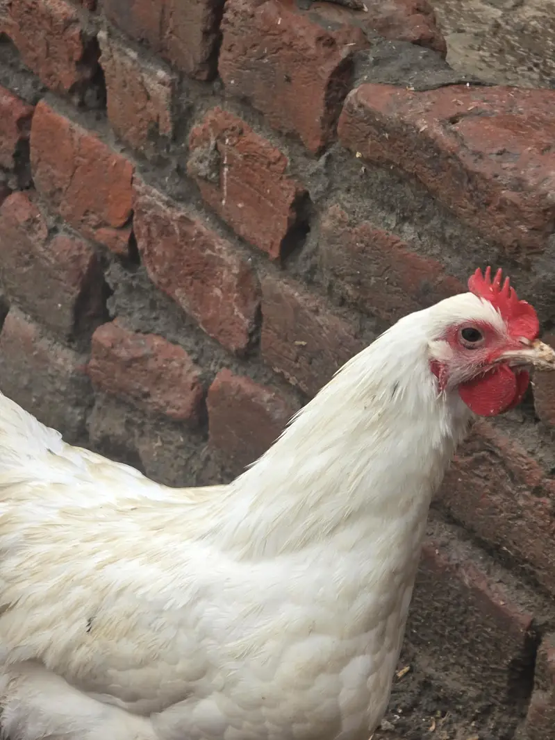 white australorp for sale — photo 3