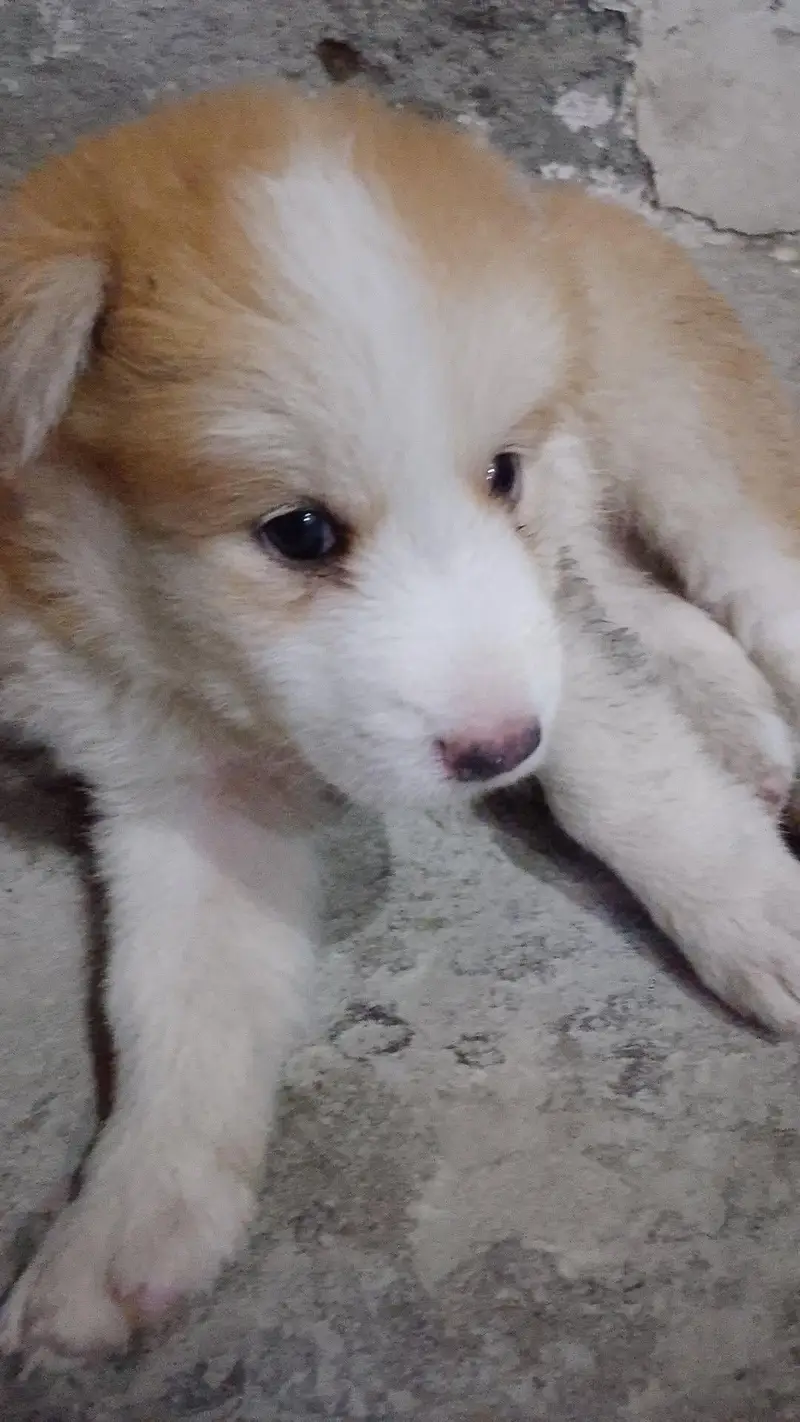 Siberian husky puppy available — photo 2