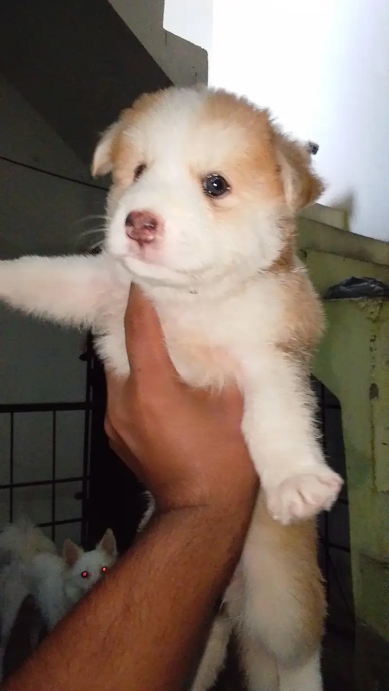Siberian husky puppy available — photo 4