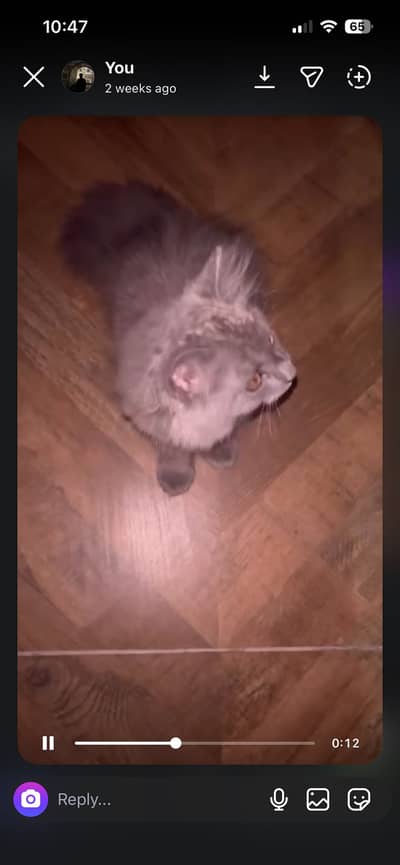 Beautiful Grey Persian Mix Cat / Kitten For Sale