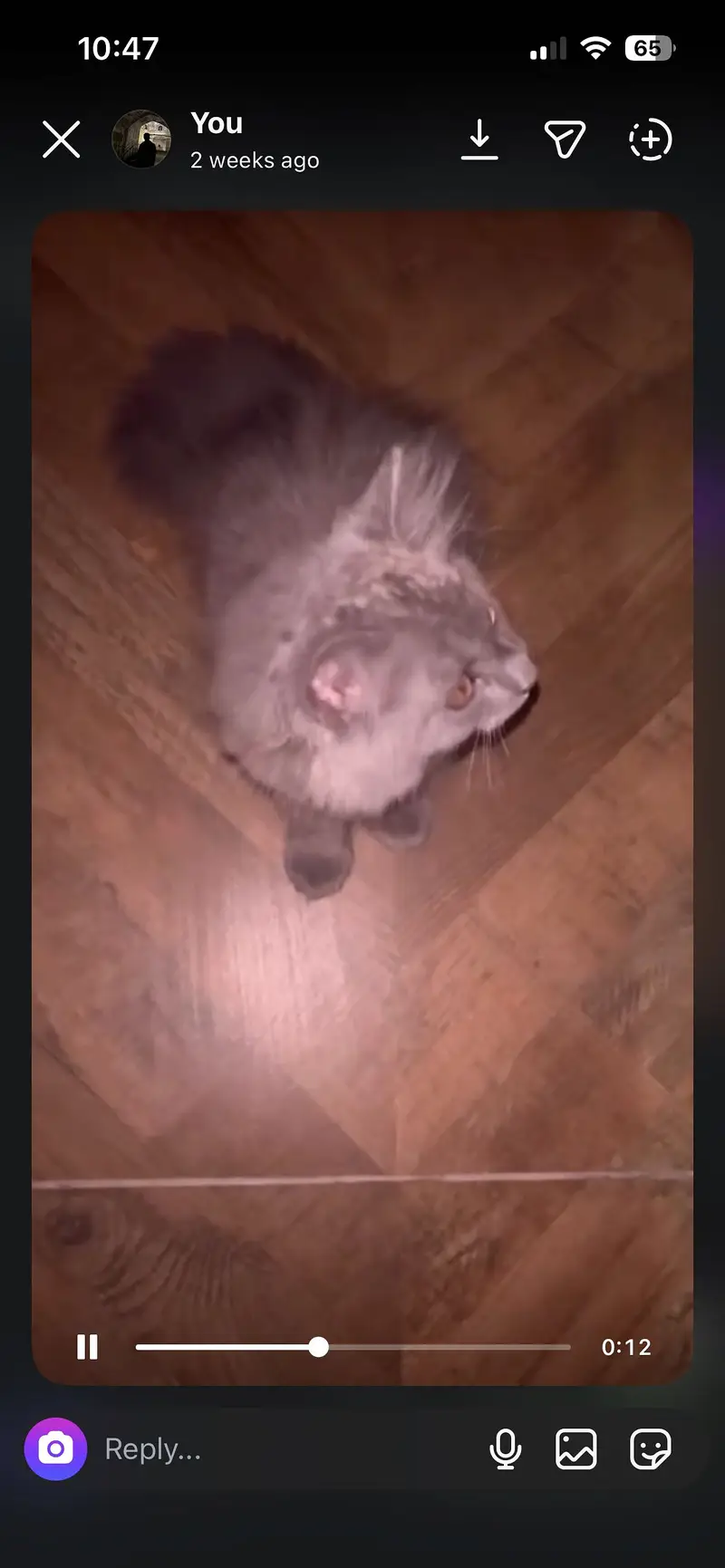 Beautiful Grey Persian Mix Cat / Kitten For Sale