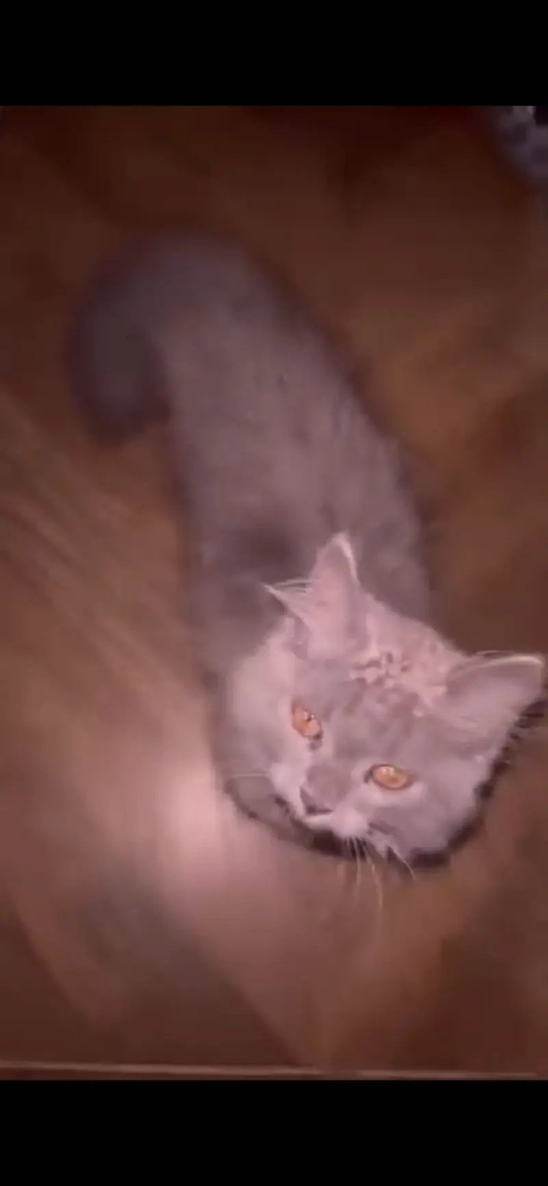 Beautiful Grey Persian Mix Cat / Kitten For Sale — photo 2