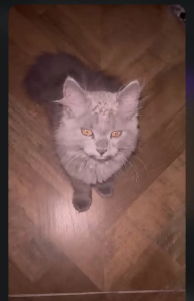 Beautiful Grey Persian Mix Cat / Kitten For Sale — photo 3