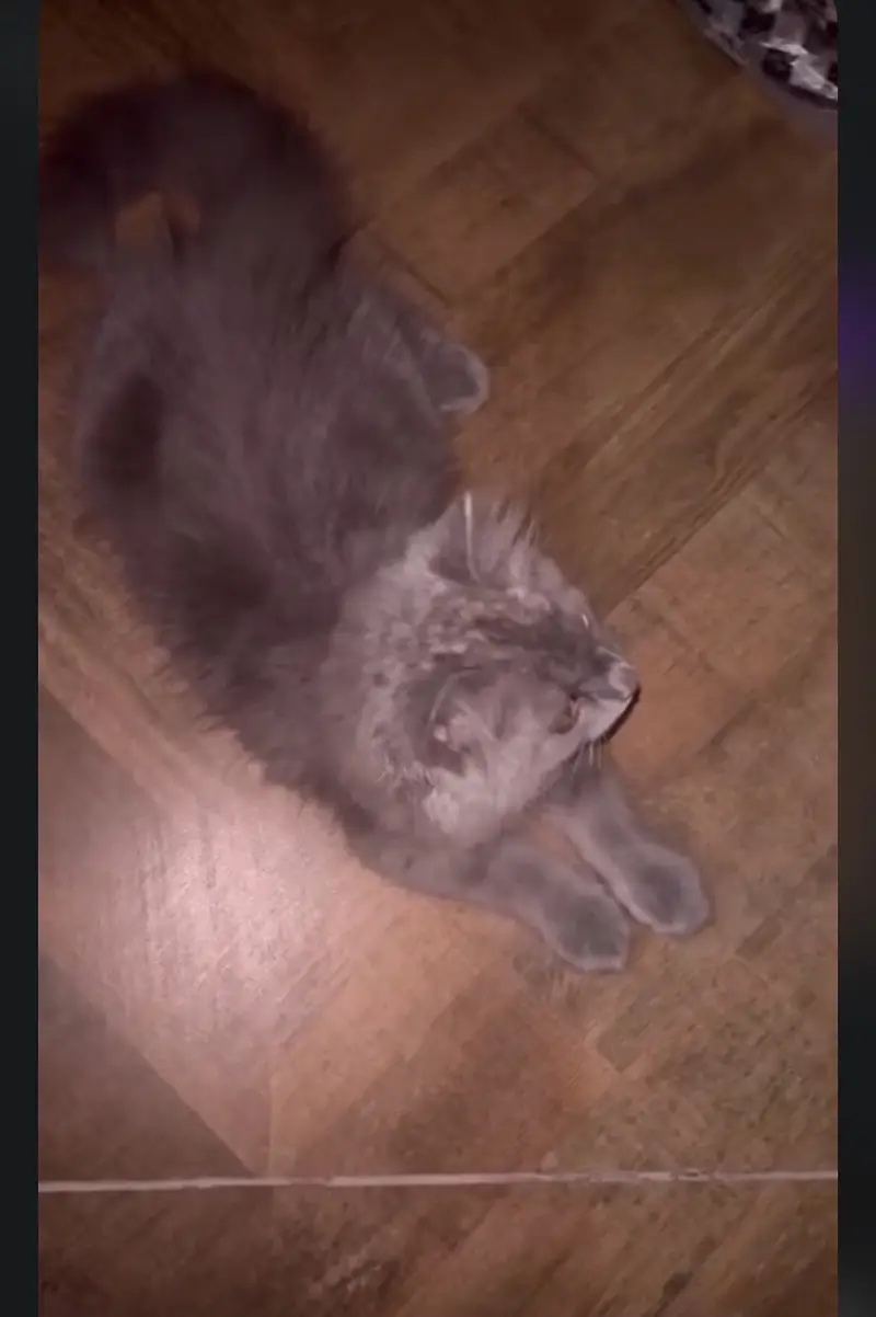 Beautiful Grey Persian Mix Cat / Kitten For Sale — photo 4