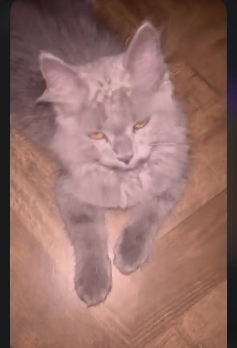 Beautiful Grey Persian Mix Cat / Kitten For Sale — photo 5