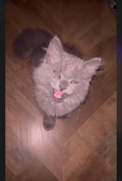 Beautiful Grey Persian Cat / Kitten For Sale