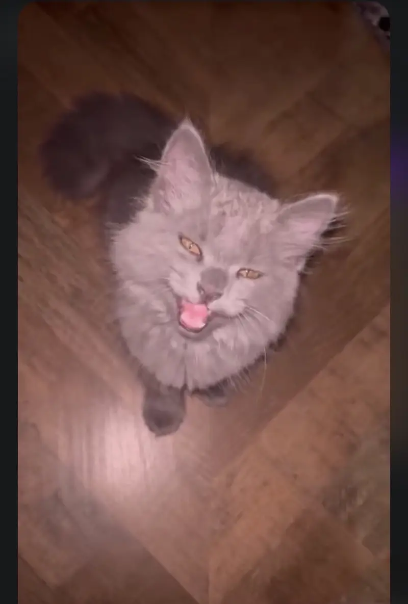 Beautiful Grey Persian Mix Cat / Kitten For Sale — photo 6