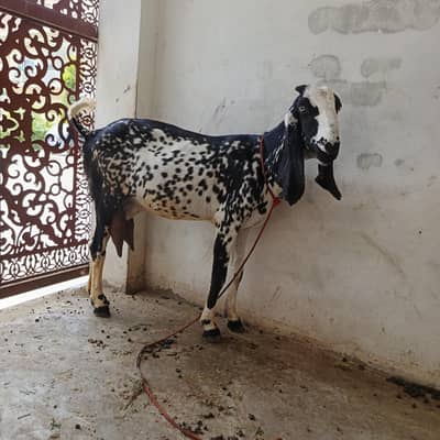 6 goats sale