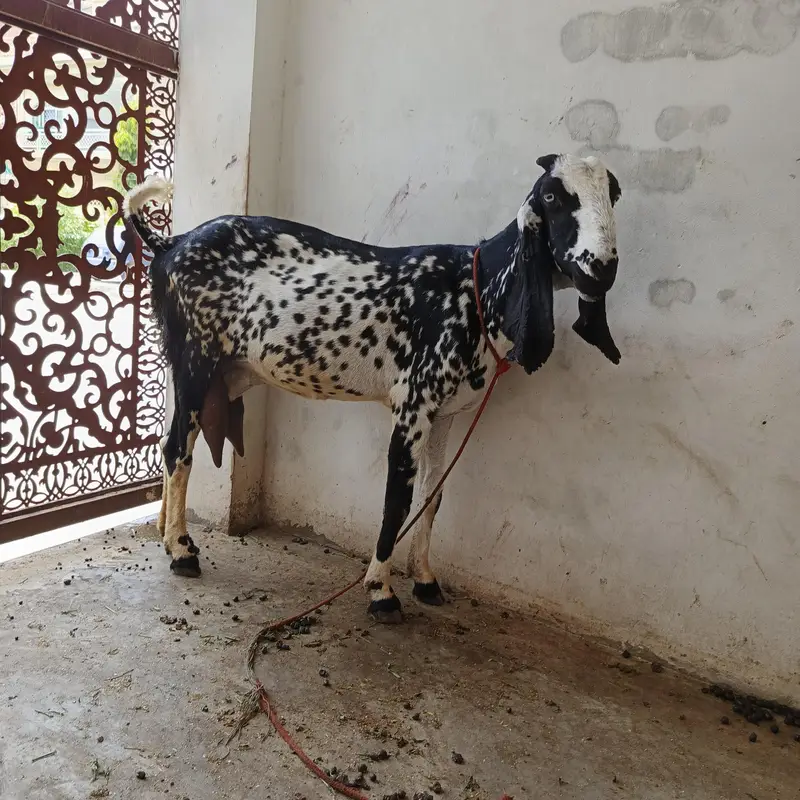6 goats sale