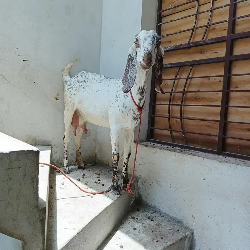 6 goats sale — photo 2