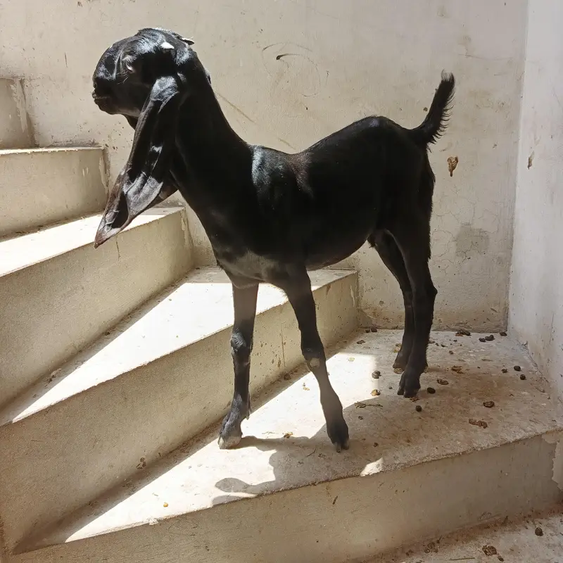 6 goats sale — photo 3